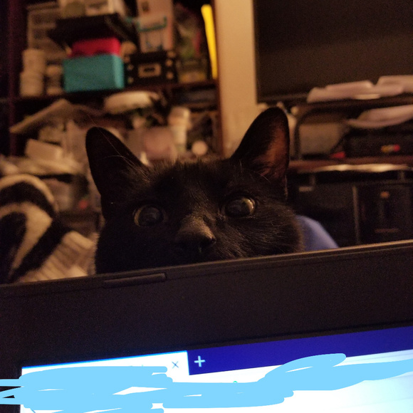 Meet your Posher, Robin - Picture 3 of 6